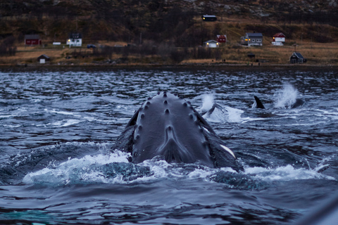 From Tromso: Whale Watching in Magic Skjervoy