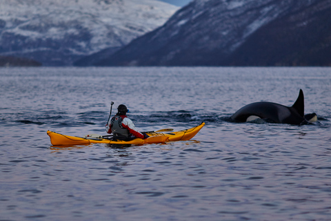 From Tromso: Whale Watching in Magic Skjervoy