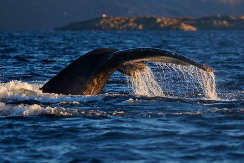 From Tromso: Whale Watching in Magic Skjervoy