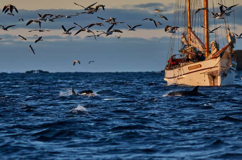 Fra Tromsø: Hvalsafari I Magiske Skjervoy | GetYourGuide