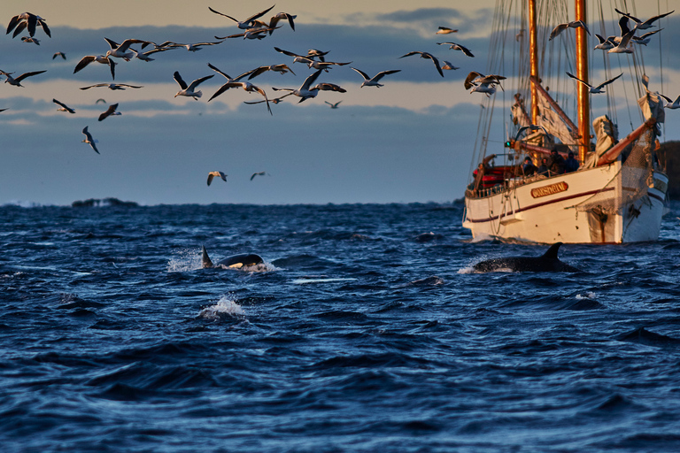 From Tromso: Whale Watching in Magic Skjervoy