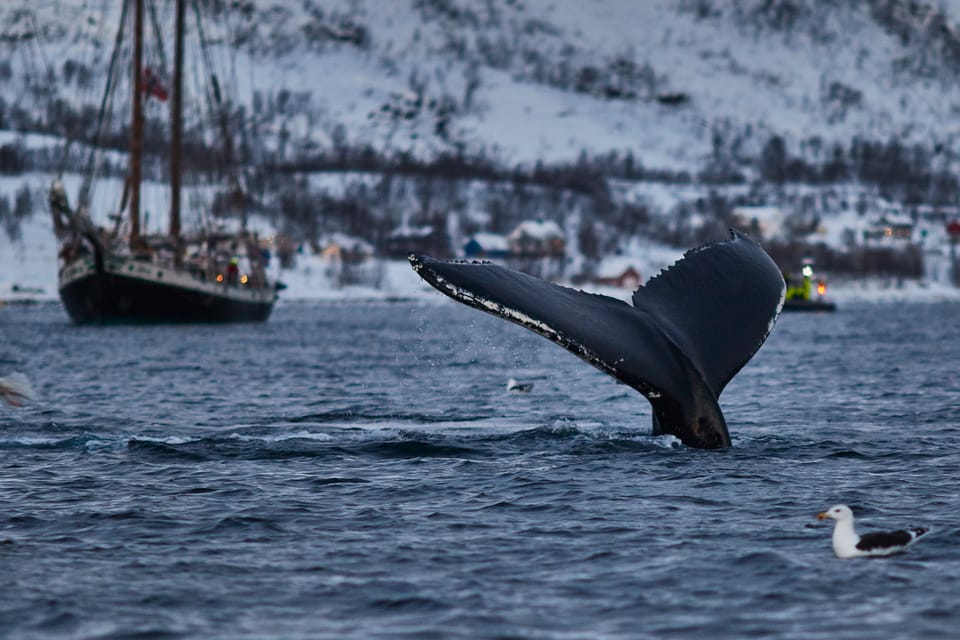 From Tromso: Whale Watching In Magic Skjervoy | GetYourGuide