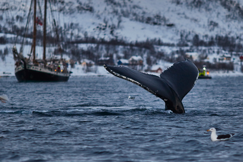 From Tromso: Whale Watching in Magic Skjervoy