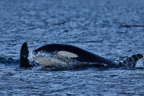 From Tromso: Whale Watching in Magic Skjervoy