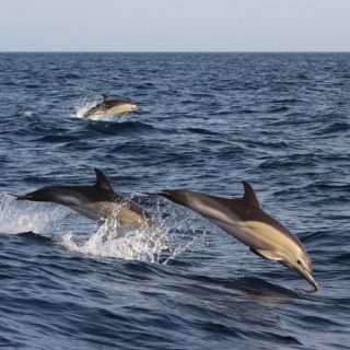Dumaguete: Dolphin Watching & Manjuyod Sandbar Private Tour