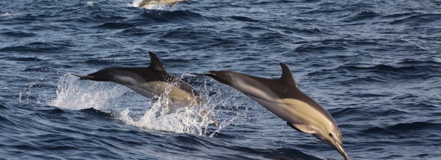Dumaguete : Observation des dauphins et visite privée du banc de sable de Manjuyod