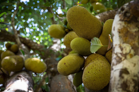 Z Stone Town: Spice Tour of Zanzibar