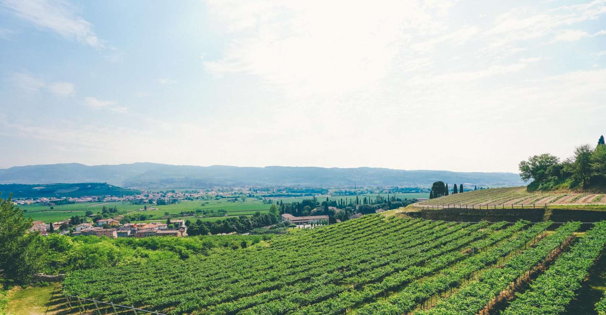 From Verona, Valpolicella and Amarone Wine Tasting Tour - Housity