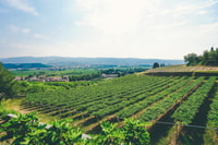 From Verona, Valpolicella and Amarone Wine Tasting Tour - Housity