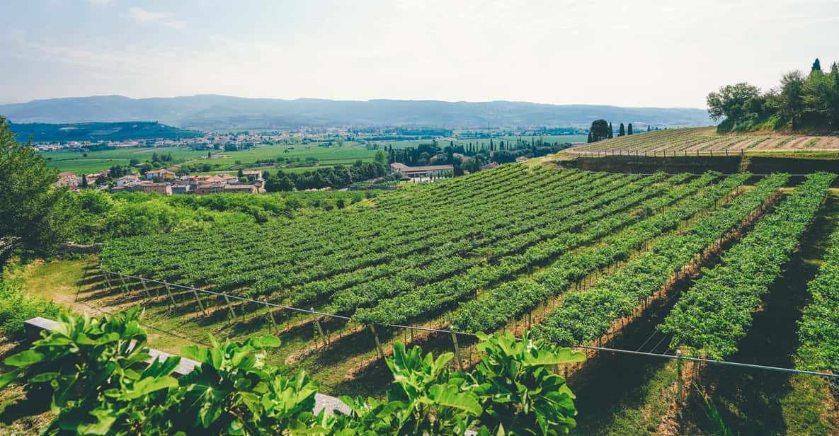 From Verona: Amarone Wine Trail Tour