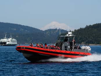 San Juan Islands: Walbeobachtungs-Tour San Juan Islands: Walbeobachtungs-Tour