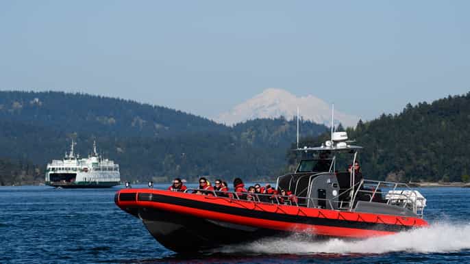 san juan islands 3hour whale watching excursion