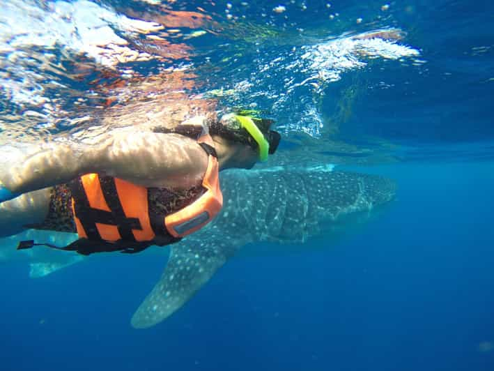 snorkeling with whale sharks cancun