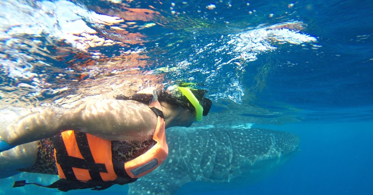 whale sharks snorkelling cancun