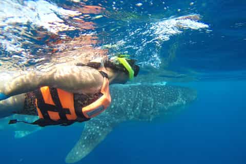 Desde Cancún: medio día de esnórquel con tiburones ballena