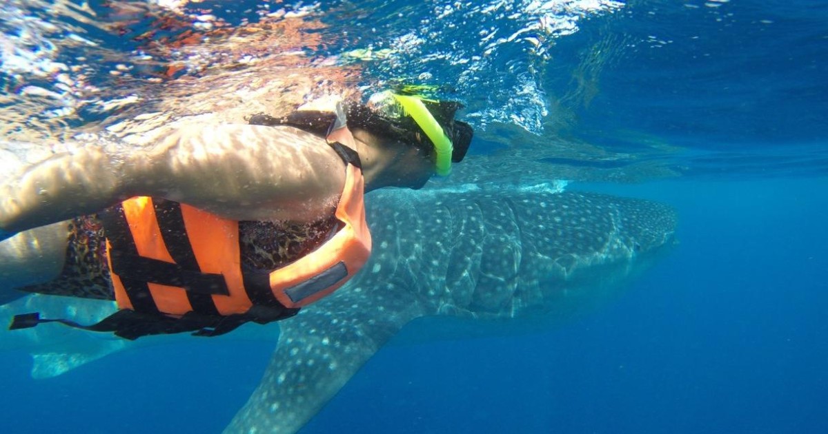 From Playa del Carmen & Tulum Whale Shark Tour GetYourGuide