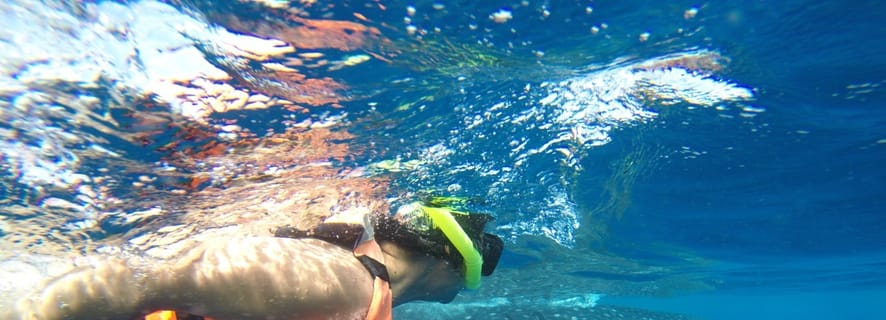 From Playa del Carmen & Tulum: Whale Shark Tour