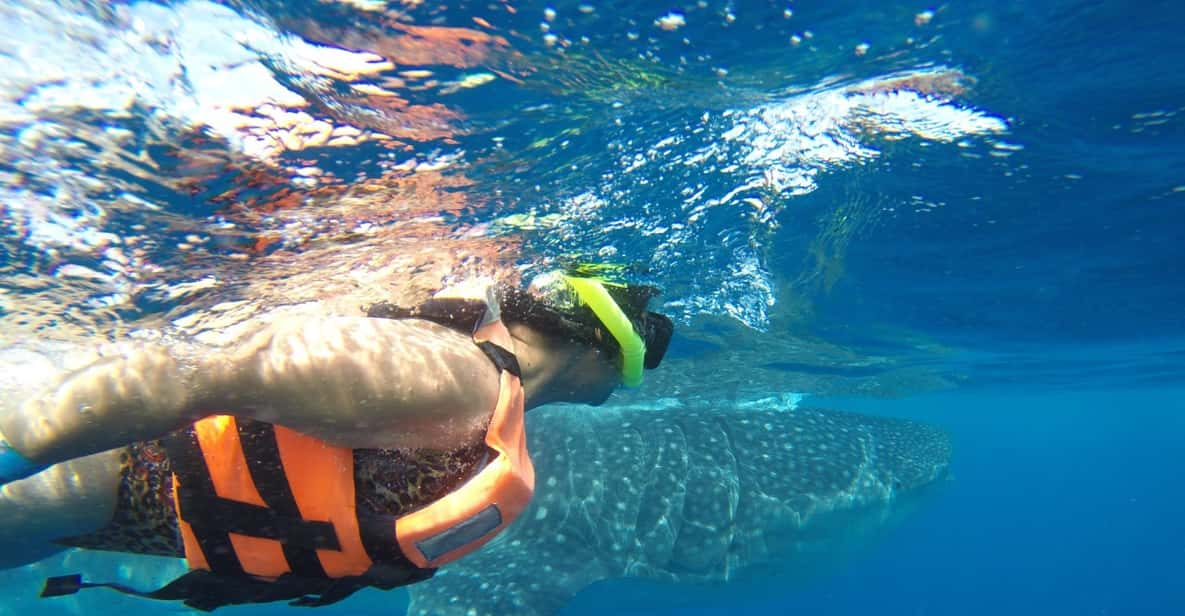 whale sharks in tulum