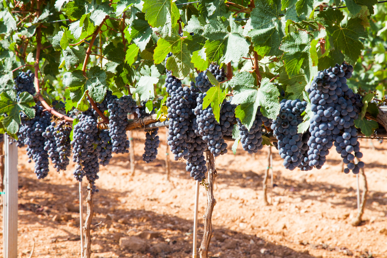 Bodegas Vi Rei: visita à vinha e passeio de comboio com degustação de vinhosTour guiado em alemão