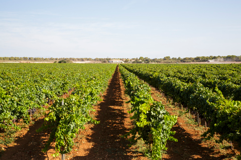 Bodegas Vi Rei: visita à vinha e passeio de comboio com degustação de vinhosTour guiado em alemão