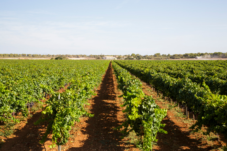 Bodegas Vi Rei: visita à vinha e passeio de comboio com degustação de vinhosTour guiado em alemão