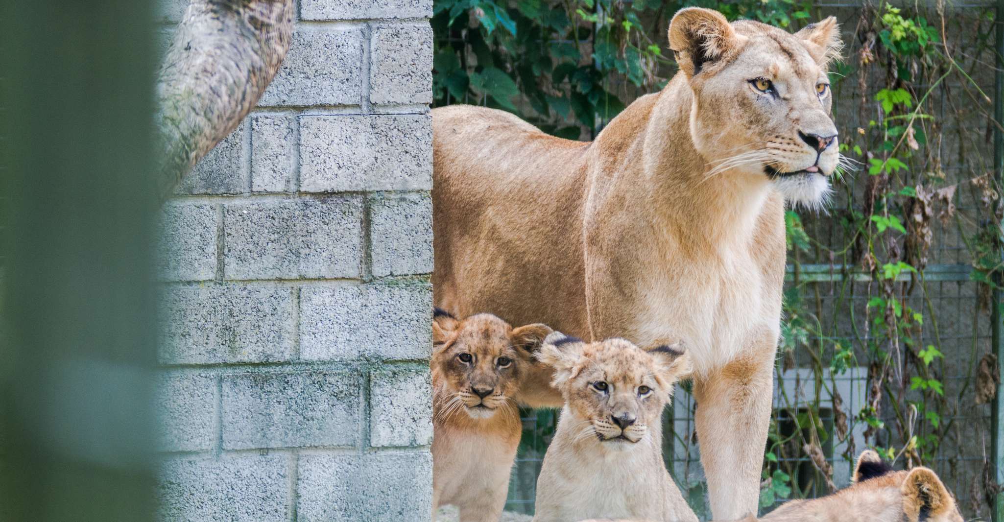 Zoo al Maglio, billet d'un jour pour la Jungle du Tessin - Hizvo