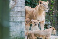 Zoo al Maglio, entrada de 1 día para la selva de Ticino - Hizvo