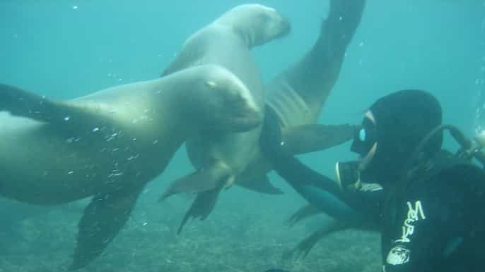 puerto madryn scuba dive and snorkeling with sea lions