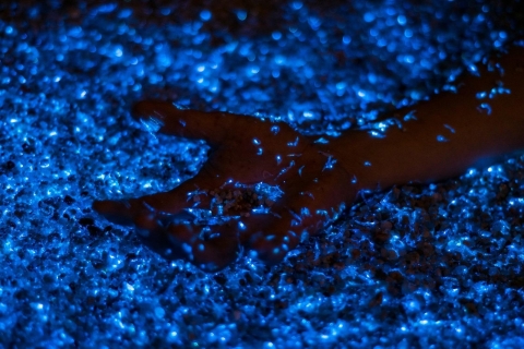 Desde Phi Phi: barco al atardecer y plancton bioluminiscente