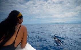 Awakening With Stars, Whales and Dolphins Boat Cruise