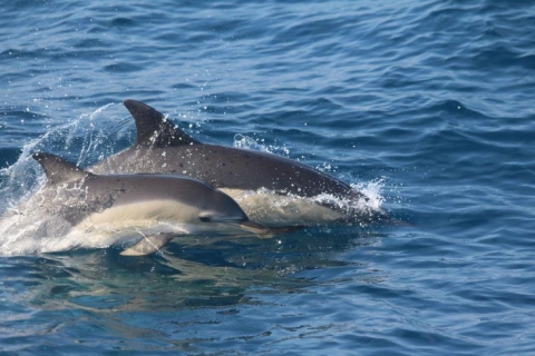 Huatulco: Despertar en barco con estrellas y delfines