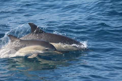Huatulco: Awakening With Stars and Dolphins Boat Cruise