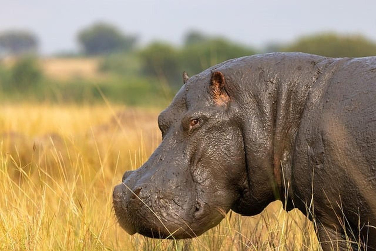 Uganda: 4-Day Wildlife, Rhinos and Chimpanzee Safari