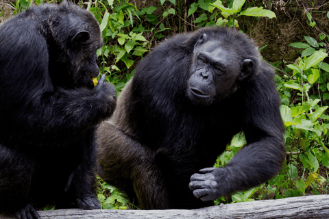 4天基巴莱森林黑猩猩追踪私人游4-Day Kibale Forest Chimpanzee Tracking Private Safari