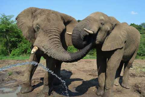 Hazyview: Elephant Sanctuary Guided Walking Tour