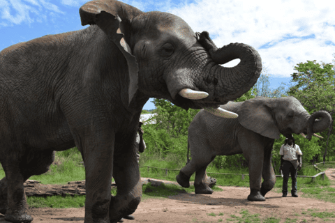 Hazyview: Elephant Sanctuary Guided Walking Tour