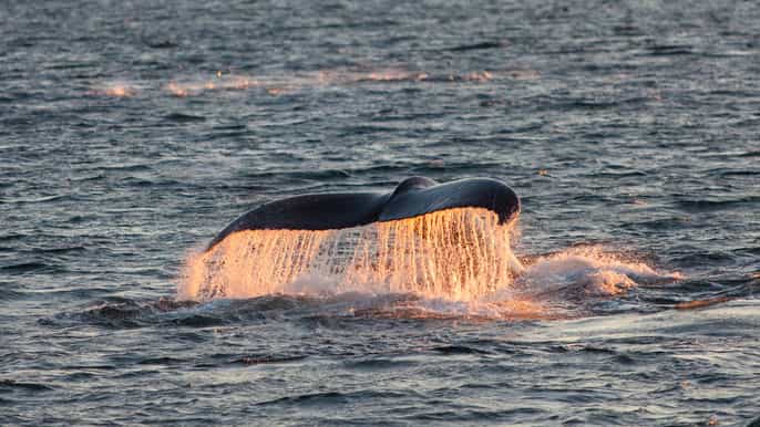 tromsø fjord cruise whale safari boat tour
