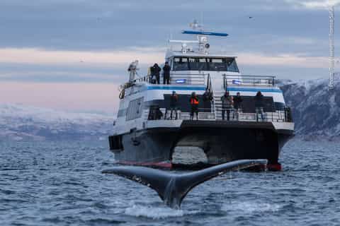 tromsø boottocht door fjorden walvissafari