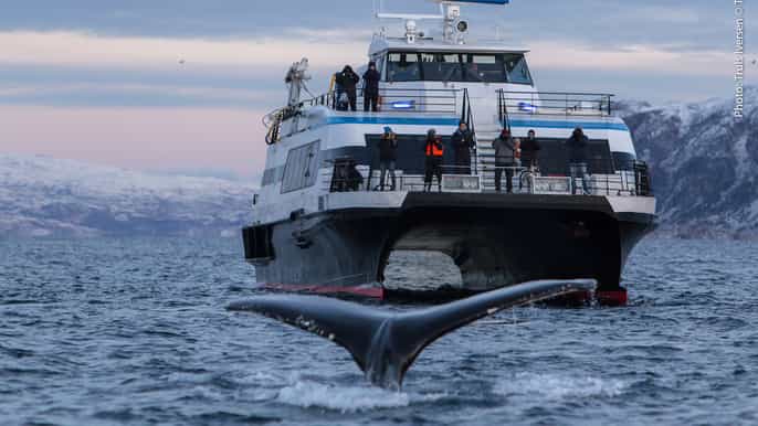 tromsø crociera sui fiordi e avvistamento balene
