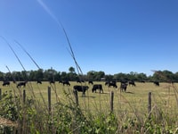 De Saintes Maries de la Mer, Safari y Panoeing - Housity