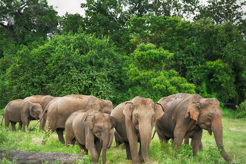 Colombo: 4-day Sri Lanka Full Circle Tour with East Coast Sri Lanka Full Circle 4-day Tour with East Coast