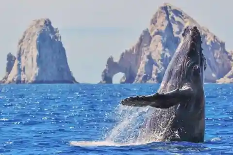 De La Paz: Excursão de observação de baleias cinzentas em Puerto Chale