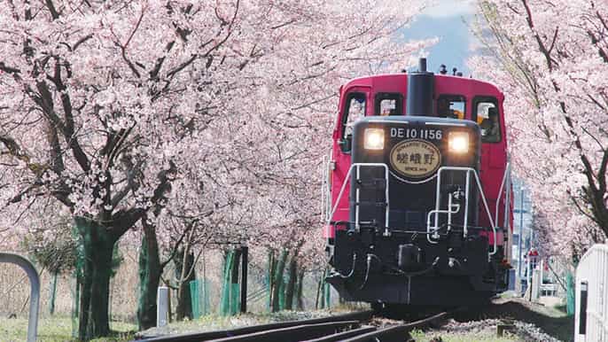 from osaka kyoto sightseeing day trip and scenic train ride