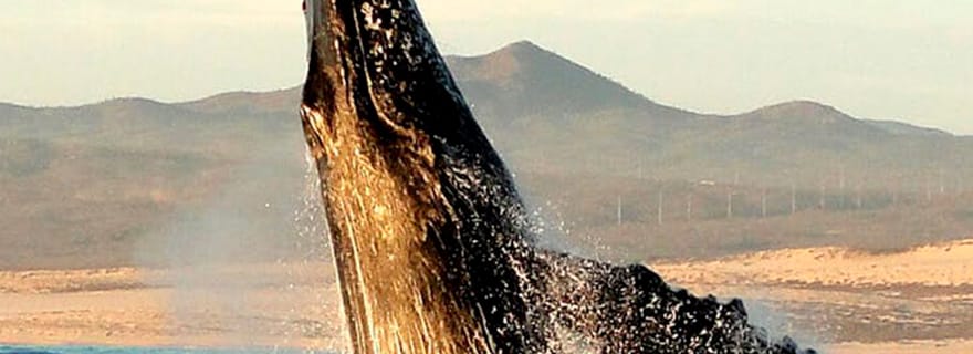 Loreto : Observation des baleines grises à Lopez Mateos