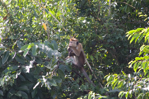 From Colombo: Negombo Lagoon (Mangrove )Boat ExcursionFrom Colombo: Negombo Lagoon Boat Excursion with Lunch