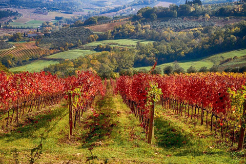 Florence: excursion privée d'une journée dans les vignobles du Chianti en Toscane avec déjeuner