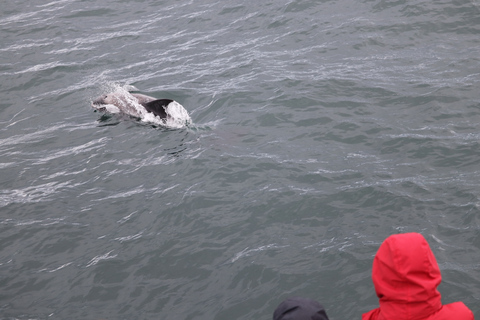 From Reykjavík: Whale Watching and Northern Lights Combo