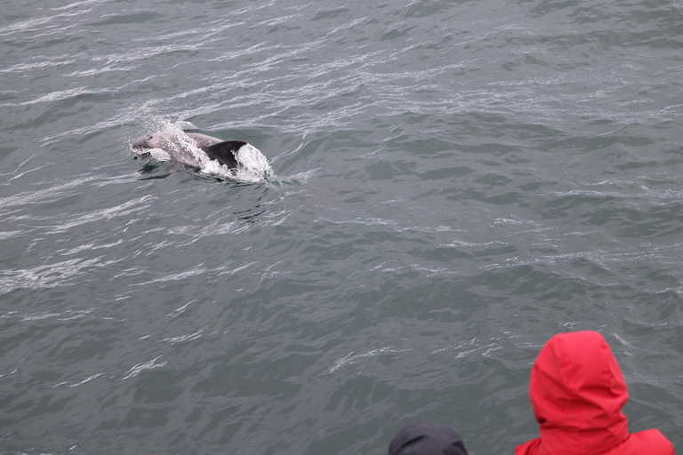 Desde Reikiavik: avistamiento de ballenas y aurora boreal