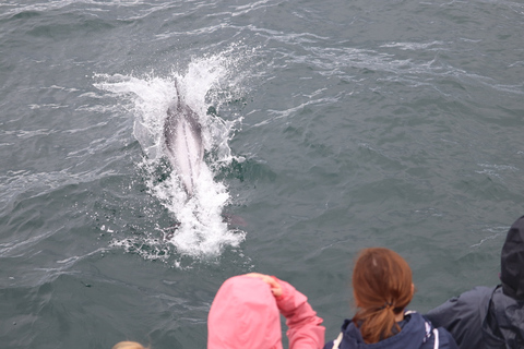 De Reykjavík: observation des baleines et aurores boréales