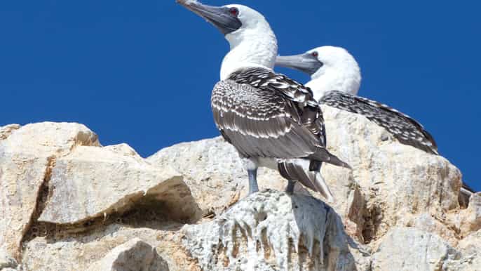 de paracas ballestas islands et tambo colorado tour